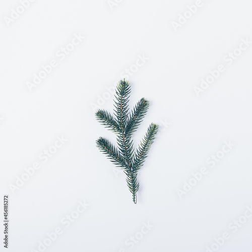 Fir tree branch on white background