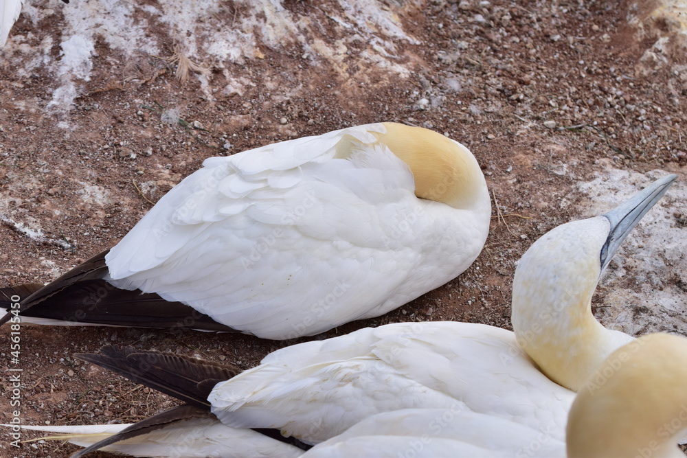 Northern gannet sleeping on a red rock