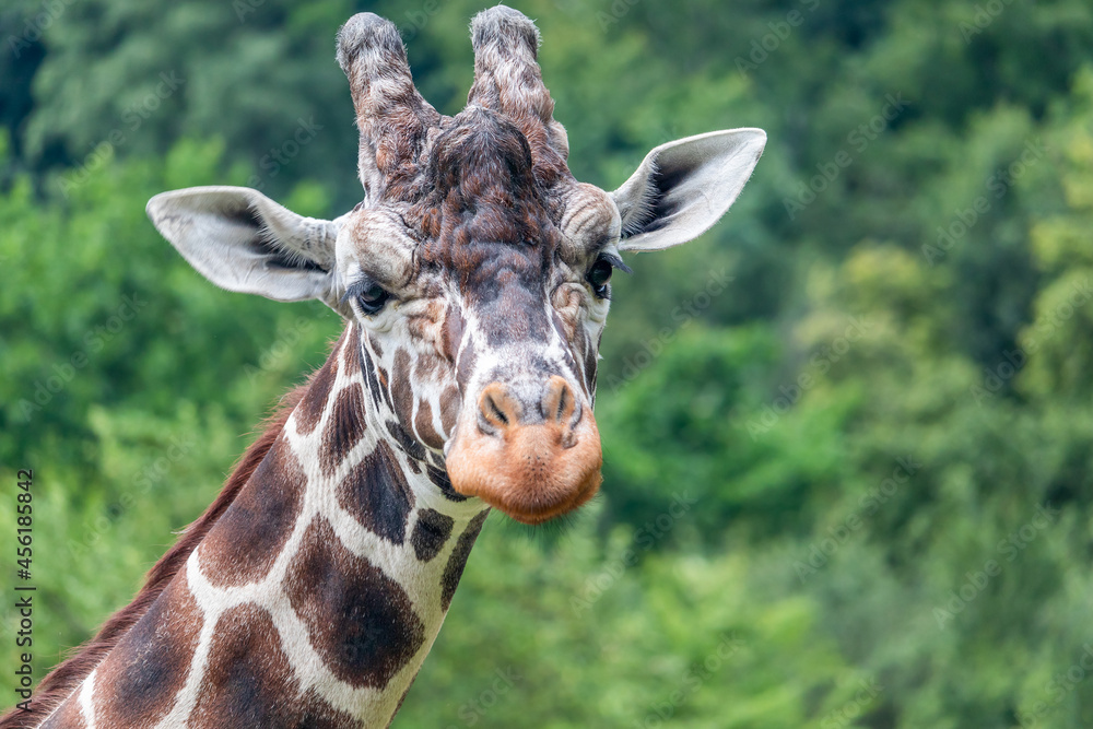 Fototapeta premium portrait of a giraffe - giraffe head, front view, green trees in the background