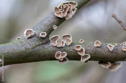 Schizophyllum commune species of gilled fungus on wood branch in the forest in daylight photo