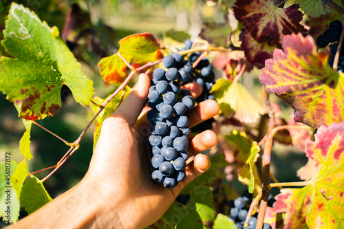 Ripe grapevines on branch, Friuli Venezia Giulia region, harvest season 