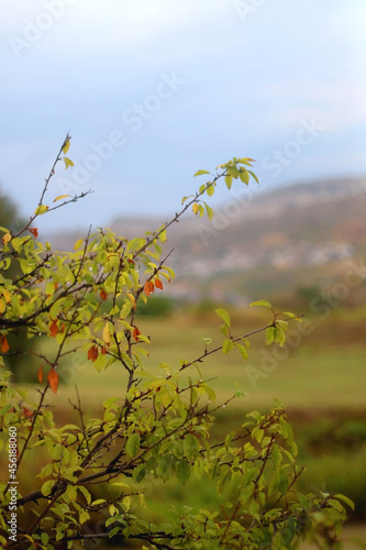 Colorful autumn leaves on the tree. Selective focus.