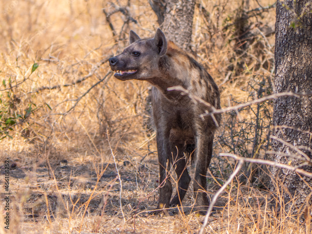 hyena in the savannah hyena in the savannah