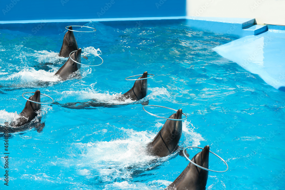 Obraz na płótnie Cute dolphins playing with hoops in pool at marine mammal park w salonie