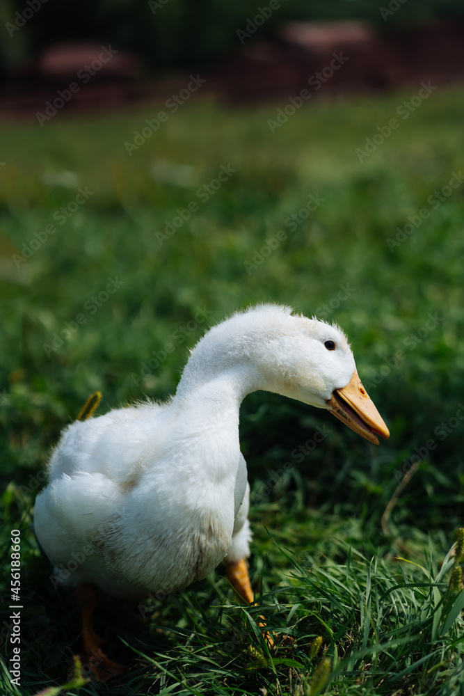Baby Geese on green grass with shallow depth of field. High quality photo Baby Geese on green grass with shallow depth of field. High quality photo