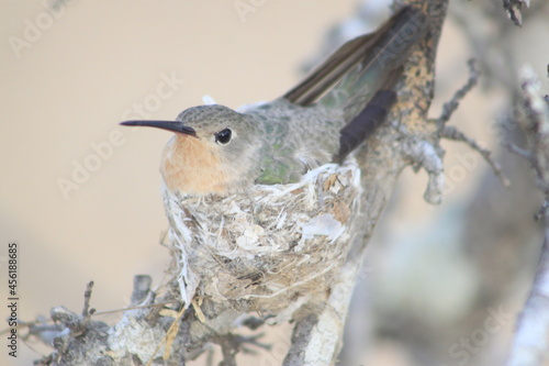 Colibrí Anteado 
Leucippus fallax
Bufy Hummingbird
 photo