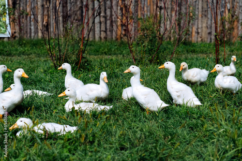 A flock of geese. White and gray domestic geese go in a crowd to graze in the grass. Little home goose farm. High quality photo