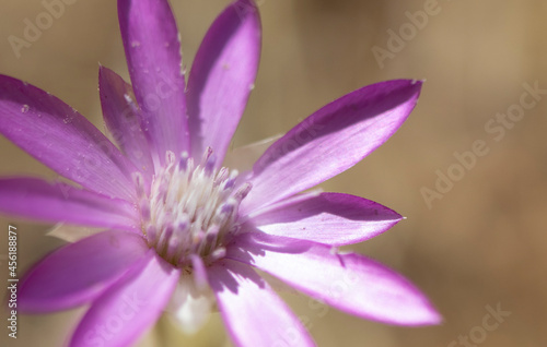 close up of a purple flower