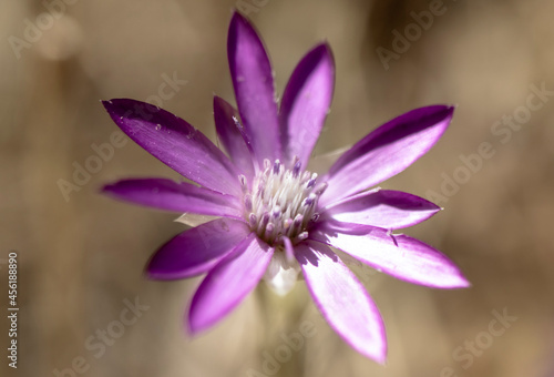 Fototapeta Naklejka Na Ścianę i Meble -  close up of a purple flower