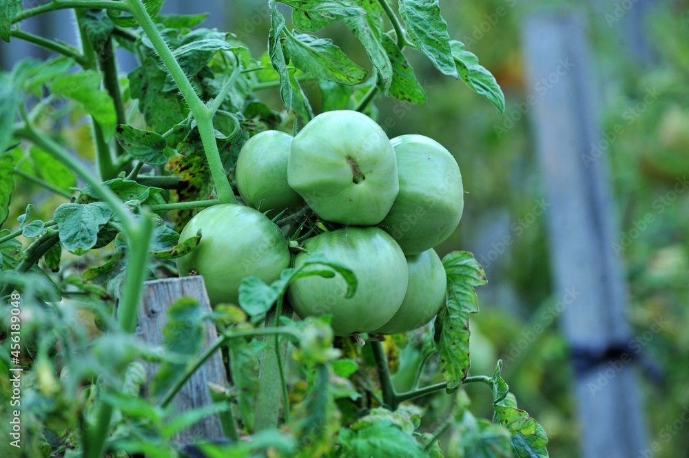 Fototapeta premium tomatoes ripening in an organic vegetable garden
