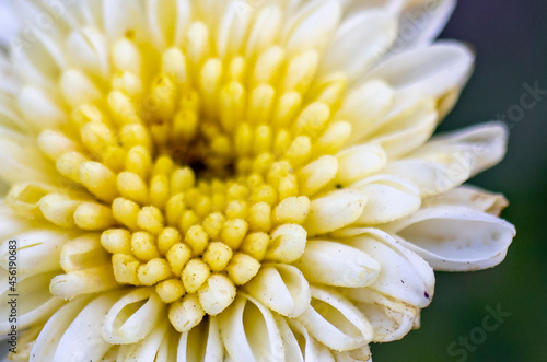 Gerbera flower in yellow and white color tones  close-up macro photo.