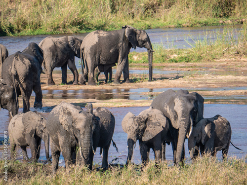 Photography elephants in the savannah