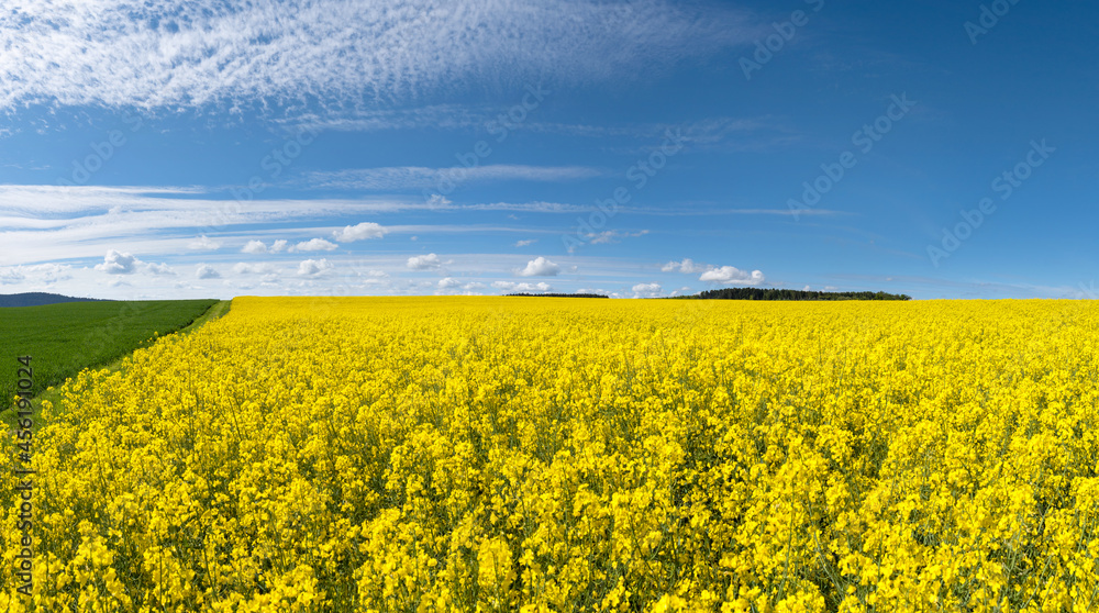 Obraz premium Blick über ein gelb blühendes Rapsfeld in malerischer ländlicher Landschaft im Frühling 