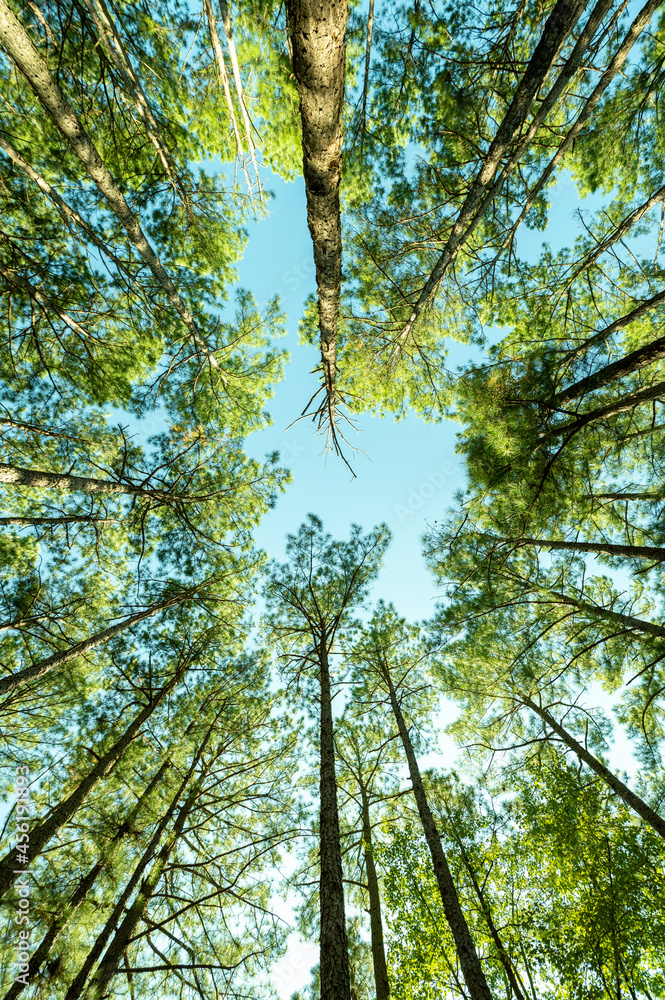 Fototapeta premium Tall as a Tree