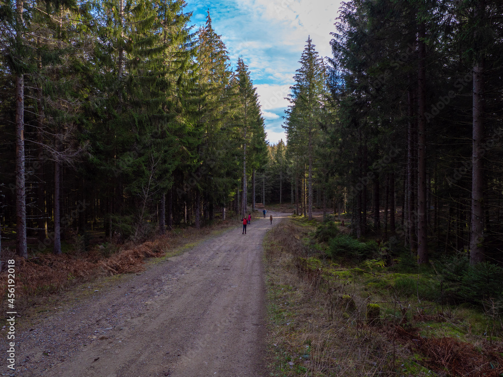 Fototapeta premium path in the woods