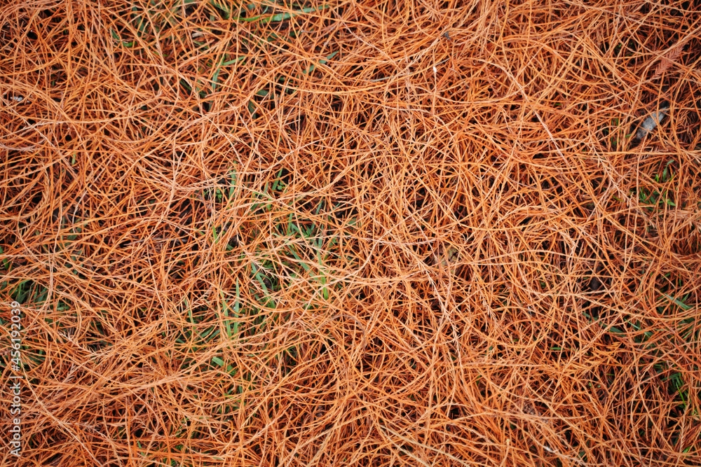 orange thin foliage on the ground orange thin foliage on the ground