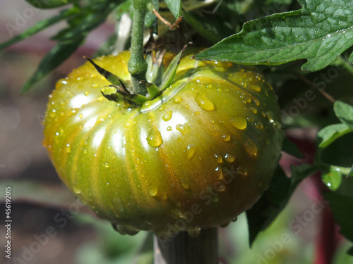 Seltene großfruchtige Tomatensorte