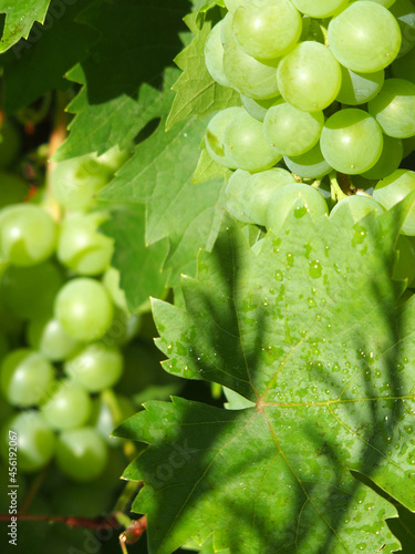 Weinstock mit grünen Trauben