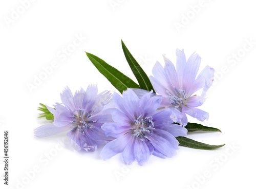 Beautiful chicory flowers with green leaves on white background