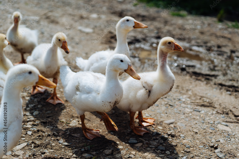 A flock of geese. White and gray domestic geese go in a crowd to graze in the grass. Little home goose farm. High quality photo A flock of geese. White and gray domestic geese go in a crowd to graze in the grass. Little home goose farm. High quality photo