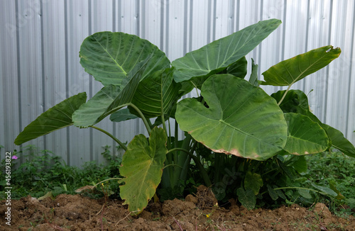 Green Alocasia