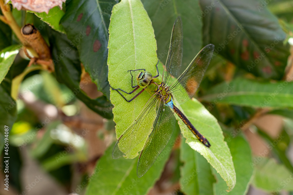 緑の葉の上で羽を休める大きなトンボ