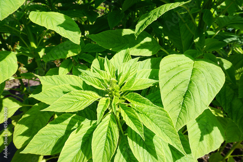 Amaranth in einem Beet im Garten