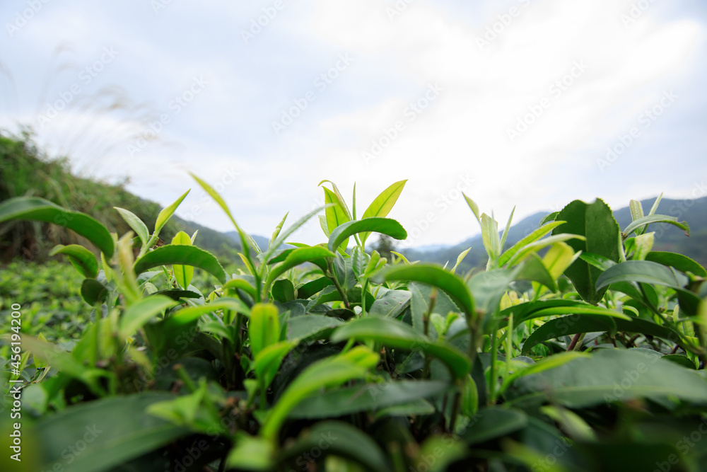 Obraz premium Green tea trees garden in spring