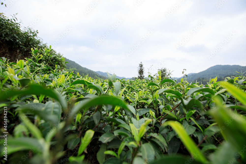 Green tea trees garden in spring Green tea trees garden in spring