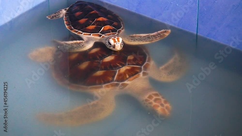 The baby turtle is floating on the water