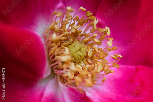 close up of flower
