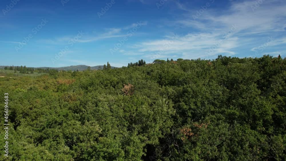 aerial shot of an oak forest with a blue sky aerial shot of an oak forest with a blue sky
