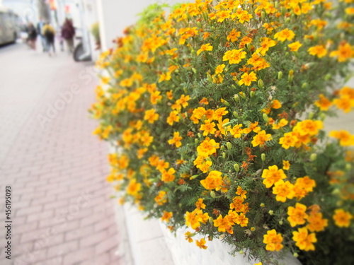 yellow flowers on the street