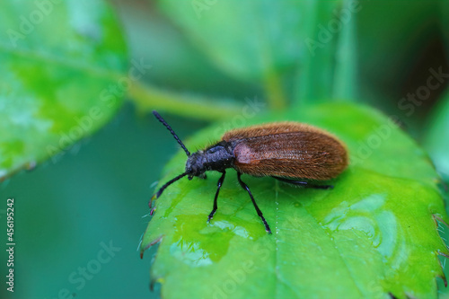 Closeup on the brown and hairy Lagria hirta beetle photo