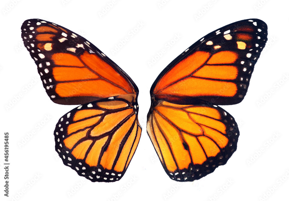 Butterfly Wings Designs Reed Lab Reveals Butterfly Wing Patterns Butterfly Wings Designs Reed Lab Reveals Butterfly Wing Patterns