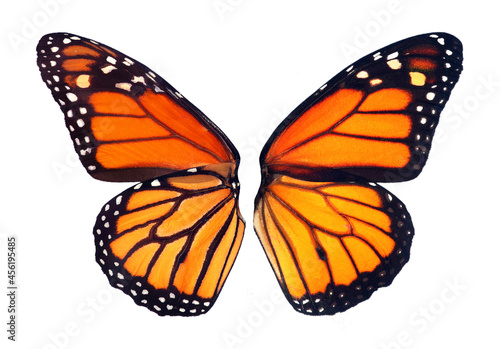 monarch butterfly wings isolated on white for design. the front and back of the wings of the monarch butterfly.