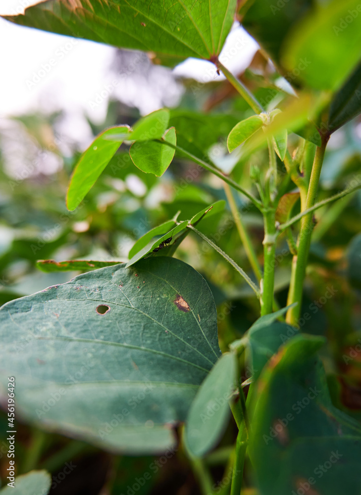 black ants hiding in the leaves. black ants take cover. black ants hiding in the leaves. black ants take cover.