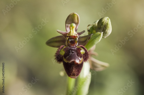 Closeup shot of a blooming rare hybrid orchid photo