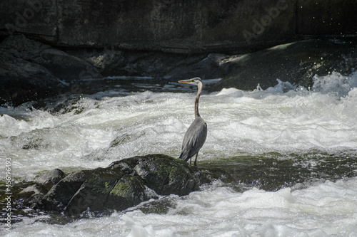 great heron