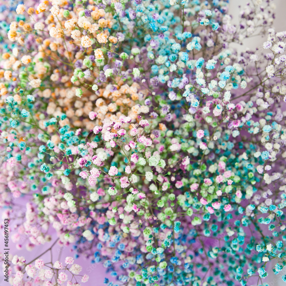 a bouquet of multicolored gypsophila, close-up with a blurry background. selective sharpness. as a background for the designer a bouquet of multicolored gypsophila, close-up with a blurry background. selective sharpness. as a background for the designer