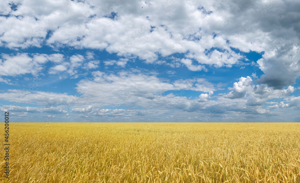 field of wheat on blue sky summer background