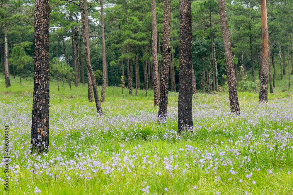 Obraz premium Landscape Murdannia gigantean flowers, violet blooming at the forest in the hill for background, National park, Thailand