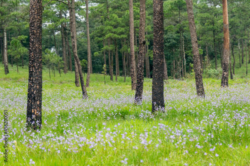 Landscape Murdannia gigantean flowers, violet blooming at the forest in the hill for background, National park, Thailand photo