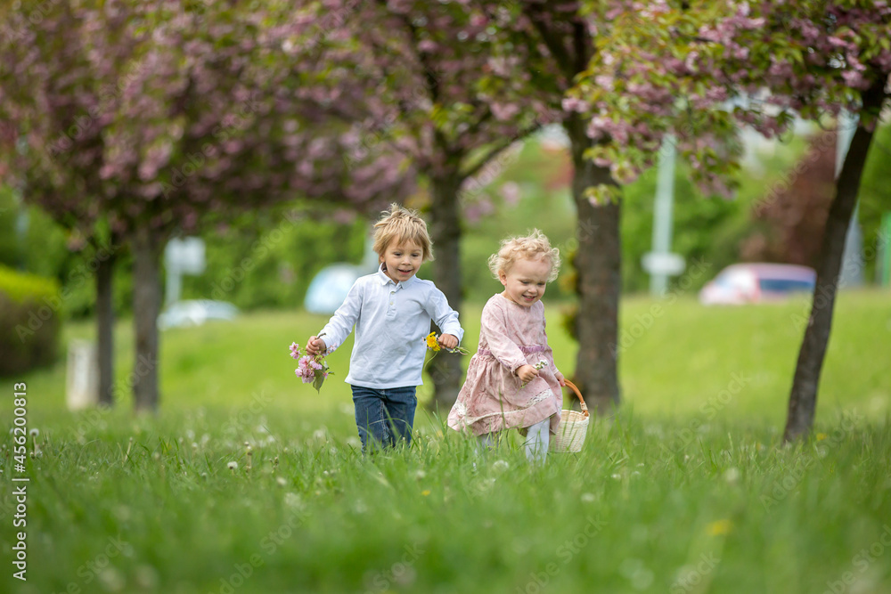 Beautiful children, toddler boy and girl, playing together in cherry blossom garden, running together and smiling with joy. Kids friendship