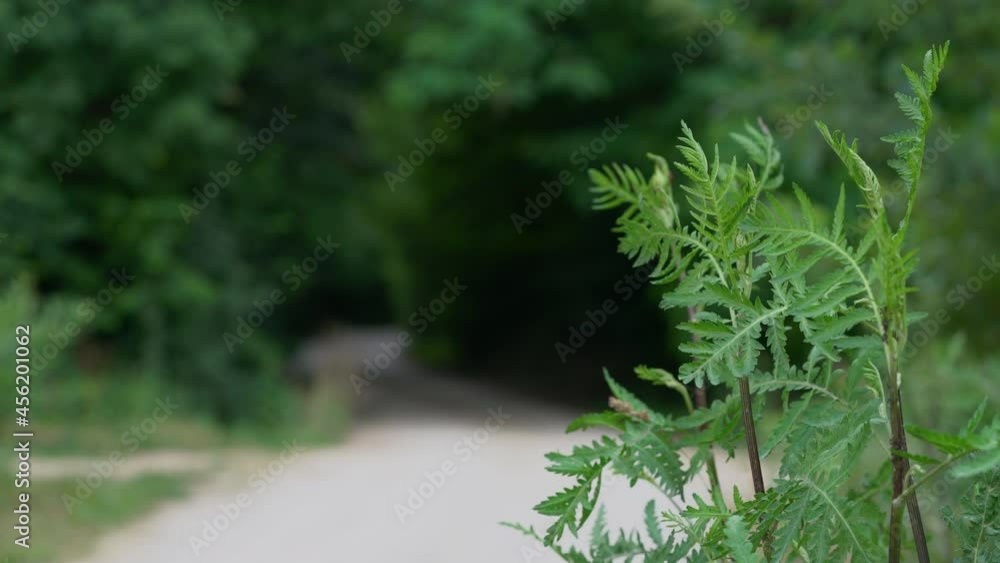 Tansy in slight breeze, growing, next to way (Tanacetum vulgare) - (4K) Tansy in slight breeze, growing, next to way (Tanacetum vulgare) - (4K)