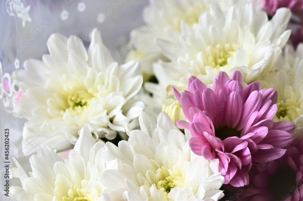 Fresh white and pink chrysanthemums close-up as floral background. Beautiful bouquet as gift. Selective focus. Flower sales Fresh white and pink chrysanthemums close-up as floral background. Beautiful bouquet as gift. Selective focus. Flower sales