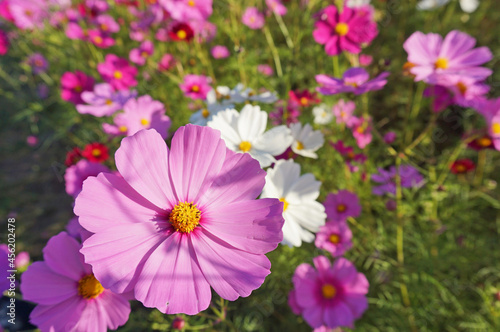 Cosmos field in full bloom that feels autumn, Tamba-Sasayama City, Hyogo Prefecture, Japan