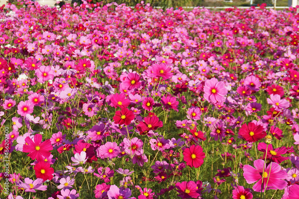 Cosmos field in full bloom that feels autumn, Tamba-Sasayama City, Hyogo Prefecture, Japan Cosmos field in full bloom that feels autumn, Tamba-Sasayama City, Hyogo Prefecture, Japan