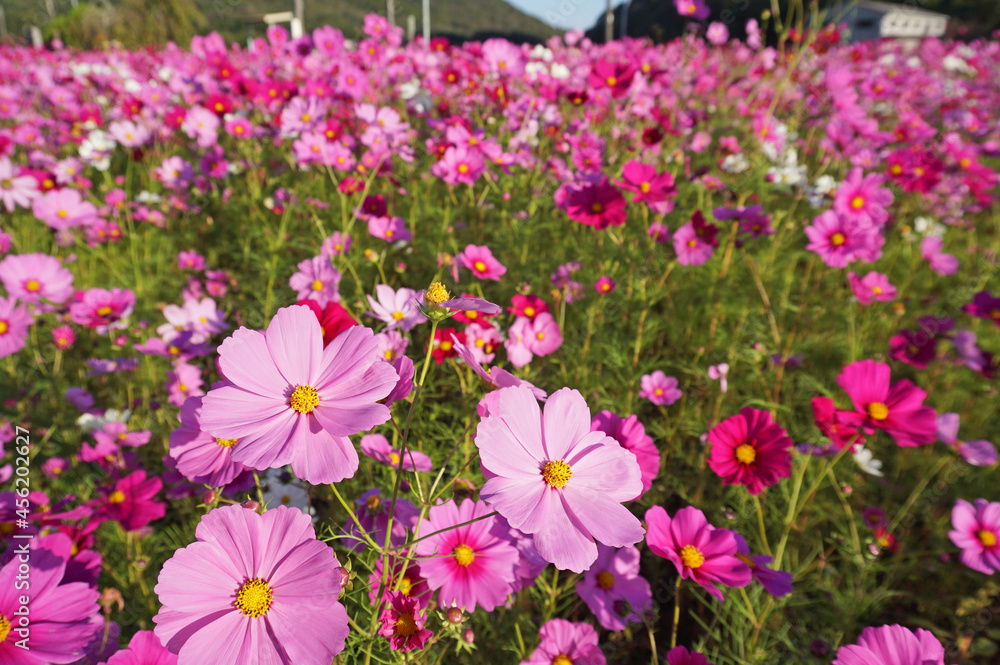 Cosmos field in full bloom that feels autumn, Tamba-Sasayama City, Hyogo Prefecture, Japan Cosmos field in full bloom that feels autumn, Tamba-Sasayama City, Hyogo Prefecture, Japan