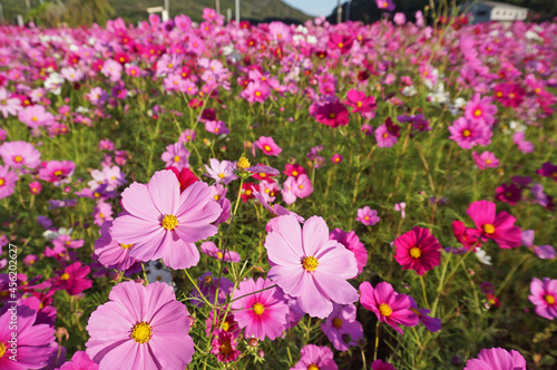 Cosmos field in full bloom that feels autumn, Tamba-Sasayama City, Hyogo Prefecture, Japan